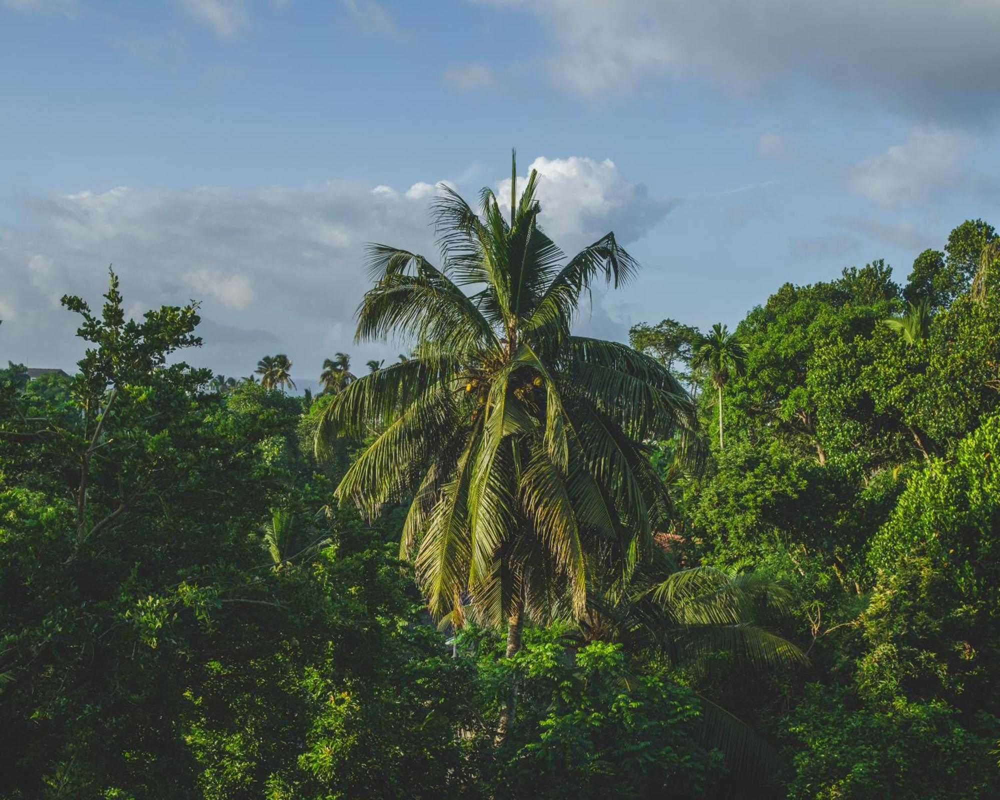 The Jungle View Hotel Mirissa Ngoại thất bức ảnh